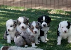 Adorable Australian Shepherd puppies for sale