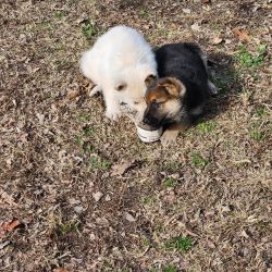 Two AKC Geman Shepard Pups