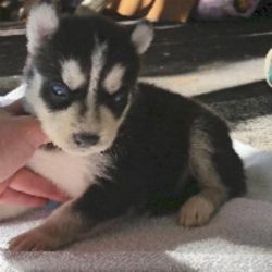 cute siberian husky pups in need of a new home.