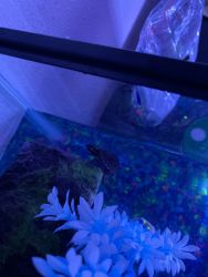 Baby musk turtle for sale plus tank,food,temp placement, a dock + more