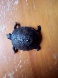 Baby Eastern Box Turtle