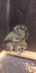 Young eastern Gray squirrels for sale