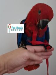Eclectus Parrots for sale