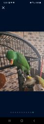 1 Year Old Beautiful and Cute Male Eclectus