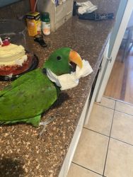 1 year old Male Eclectus Parrot for sale!