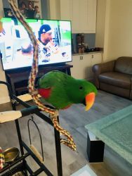 Eclectus for sale