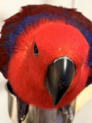 Beautiful young female eclectus for sale