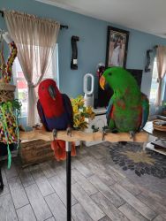 Pair of Eclectus parrots