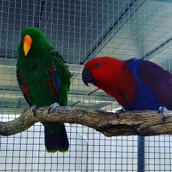 Pair of Eclectus Parrots available