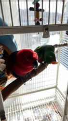 2 Eclectus parrots for sale $2000