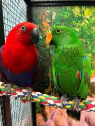 Beautiful eclectus pair for rehoming