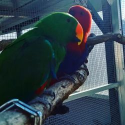 Adorable pair of Eclectus Parrots