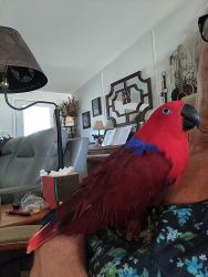 Gorgeous Female Eclectus & Cage