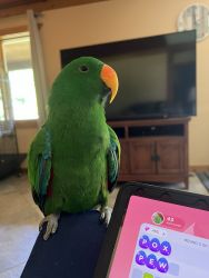 Trick and recall trained 2 yr old male eclectus parrot with cage & toy