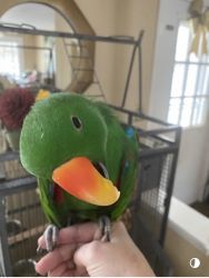 Beautiful male eclectus ready for a new home!