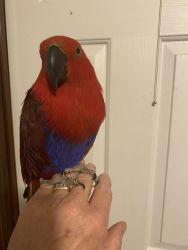 Selling my Eclectus bird