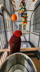 6 month old female eclectus parrot