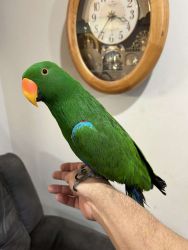 Beautiful Young Male Eclectus Parrot
