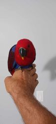 Baby female eclectus parrot