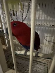 Female Eclectus Parrot for sale