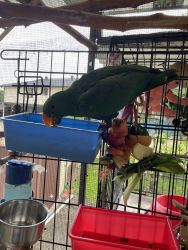 Sell ecelectus make and female parrots 6 months old