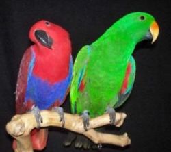 Eclectus Parrot and eggs