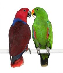Hand Reared And Super Tame Eclectus Parrots 4 Sale