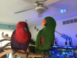 Hand Reared Tame Eclectus Parrots With Cage