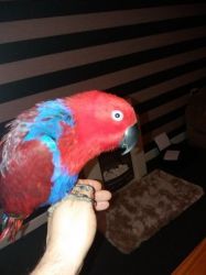 Lovely Eclectus For Sale