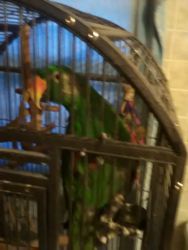 eclectus parrot looking for loving home