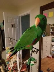 2 1/2 Year Old Eclectus Parrot For Sale