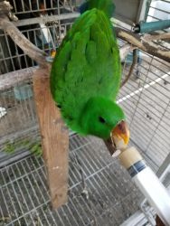 Weaned male eclectus