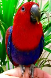 6 Months Old Solomon Island Eclectus Parrot