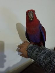 Hand Reared Baby Eclectus