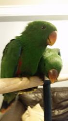 Handreared Red Sided Eclectus Baby's Boys /Girls.