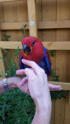 Well Tamed Eclectus Parrots Available.