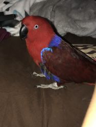 5 year old Female Eclectus Parrot