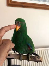 Hand Reared Full Flight Baby Eclectus Parrot