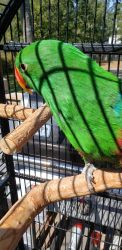 2 yr old Male Eclectus Parrot