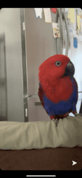 Eluctus Parrot for sale