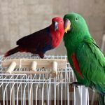 Cute Electus Parrots
