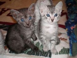 VCETY Egyptian Mau kittens