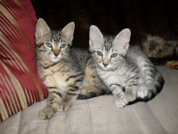 DDEFGH Egyptian Mau kittens