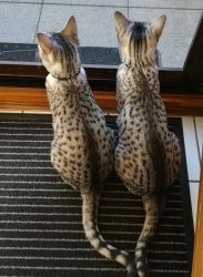 Awesome, cuddly Egyptian Mau kitten expected! NO Bengal or Savannah