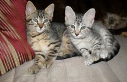 Egyptian Mau kittens.