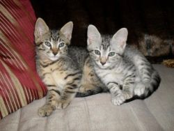 Egyptian Mau kittens.