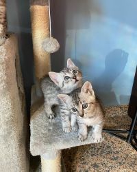 Enchanting Egyptian Mau Kittens - Your Gateway to Feline Elegance