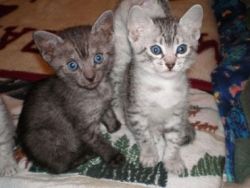 Adorable, very spotty Egyptian Mau kittens