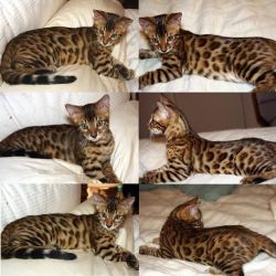 Egyptian Mau Kittens