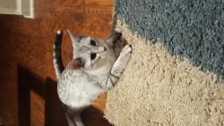 7 month old male Egyptian Mau kitten